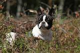 BOULEDOGUE FRANCAIS 491